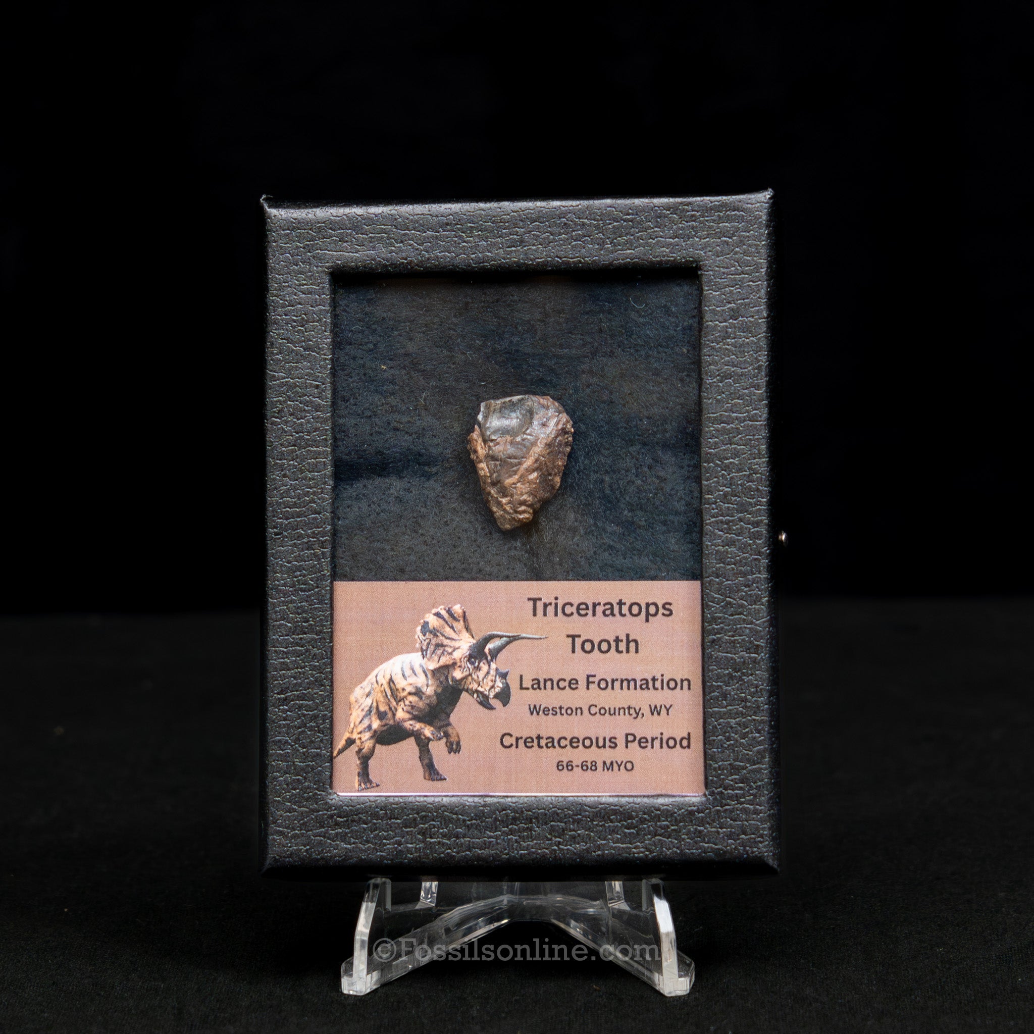 LG Triceratops Tooth in Case Lance FM