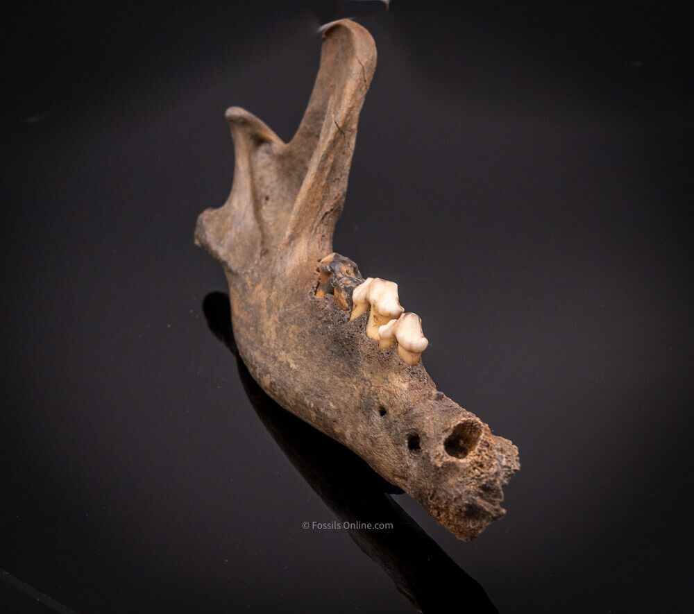 Fossil Wolf Jaw  Siberia  Ice Age Carnivore