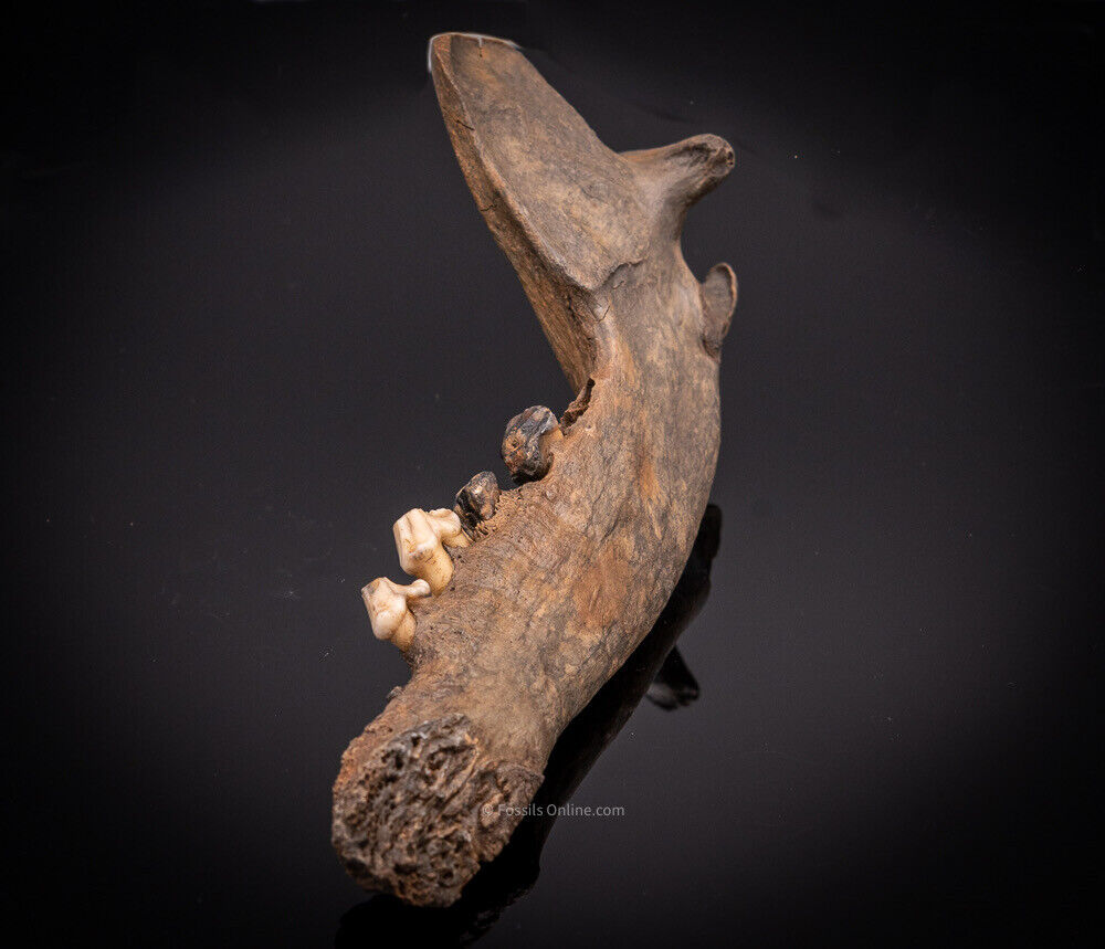 Fossil Wolf Jaw  Siberia  Ice Age Carnivore