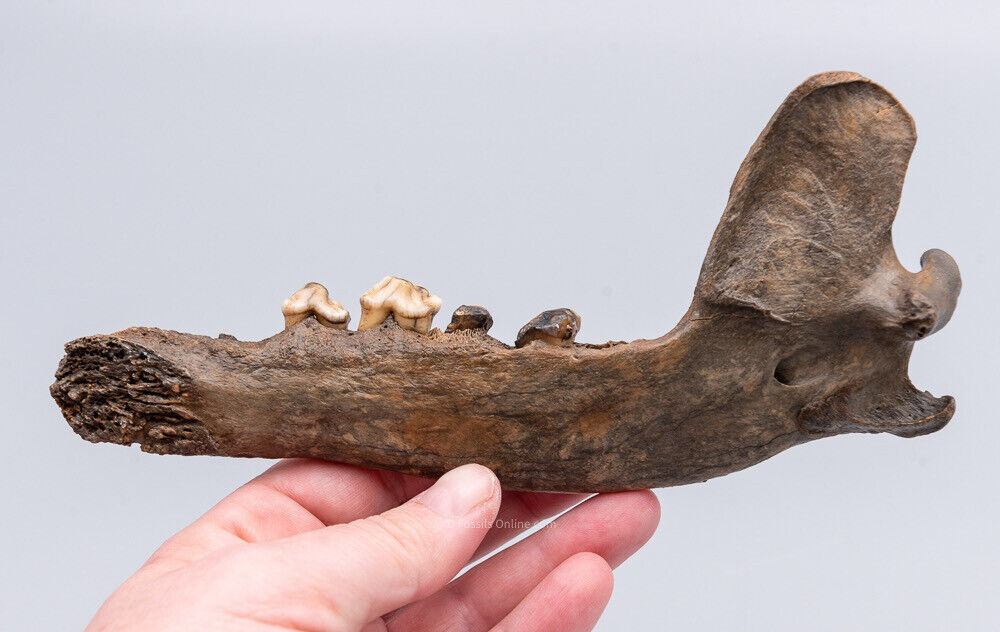 Fossil Wolf Jaw  Siberia  Ice Age Carnivore