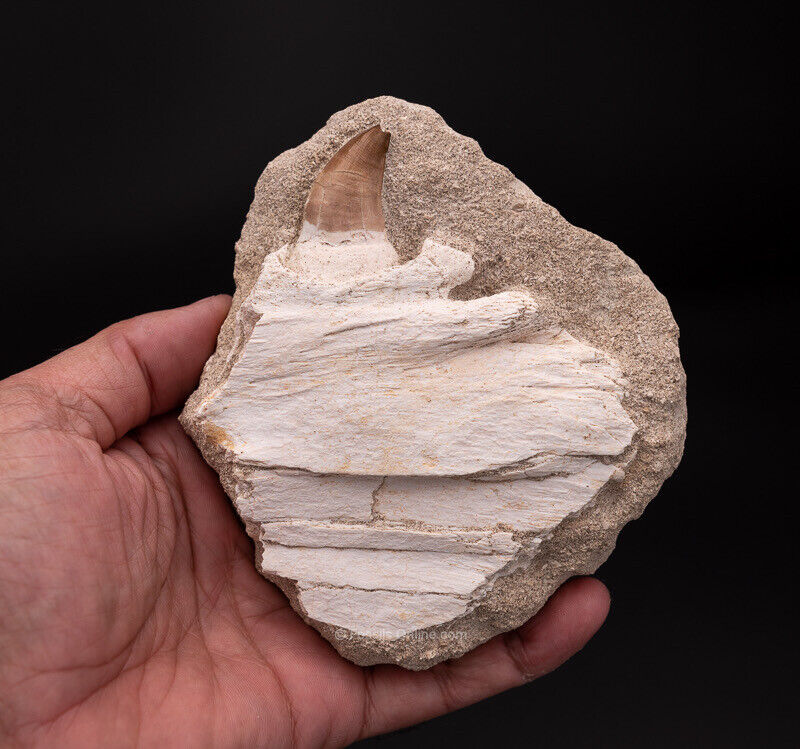 Mosasaurus Jaw in Matrix