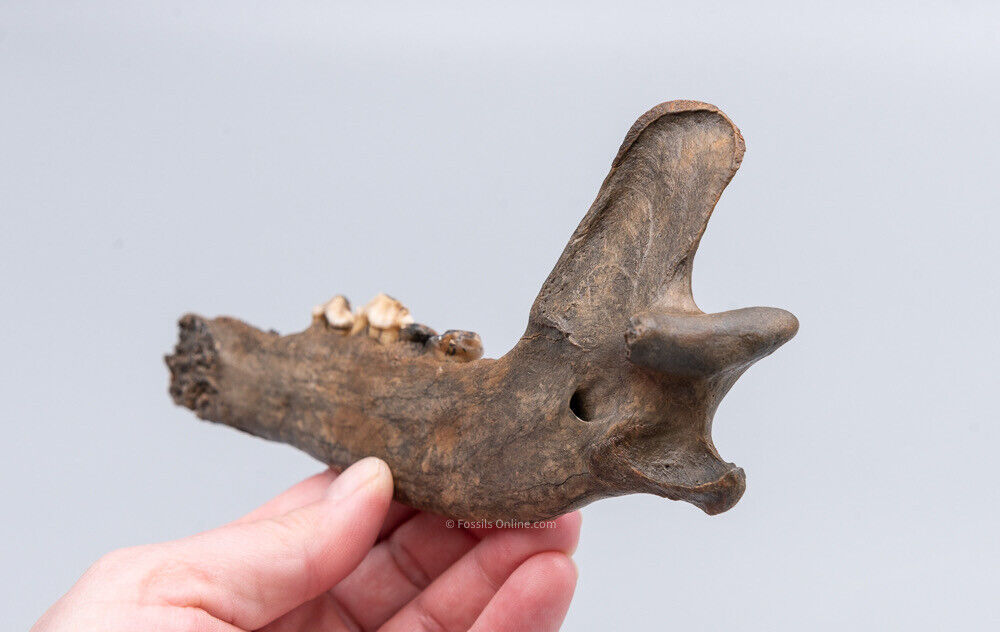 Fossil Wolf Jaw  Siberia  Ice Age Carnivore