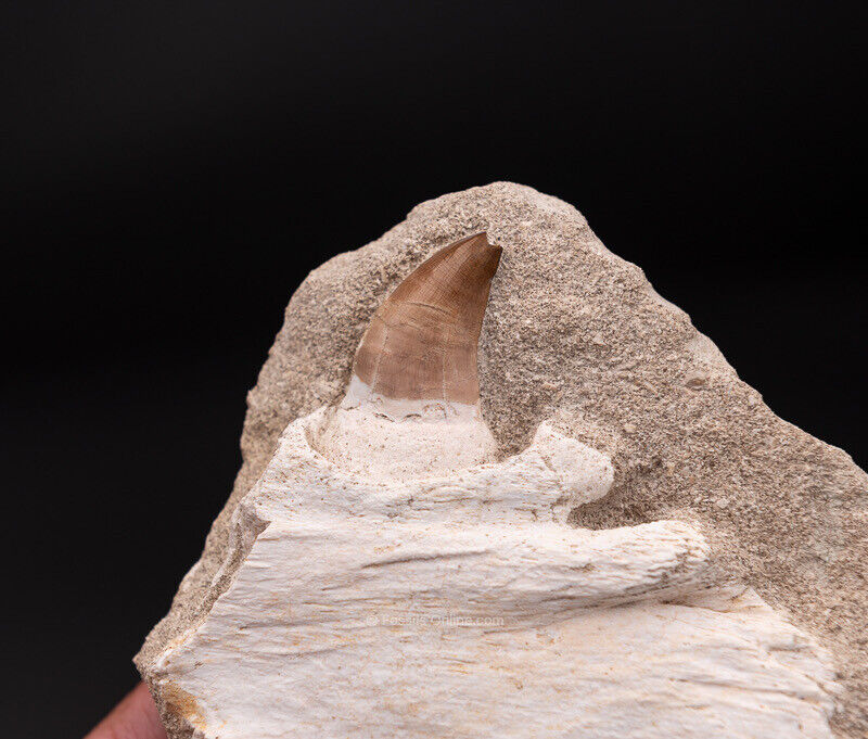 Mosasaurus Jaw in Matrix