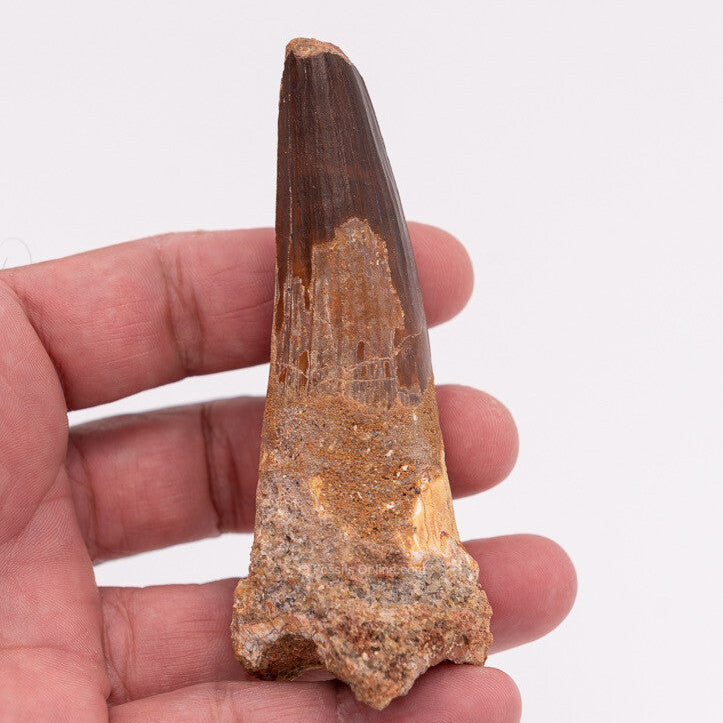 LG Spinosaurus Dinosaur Tooth 3.91"