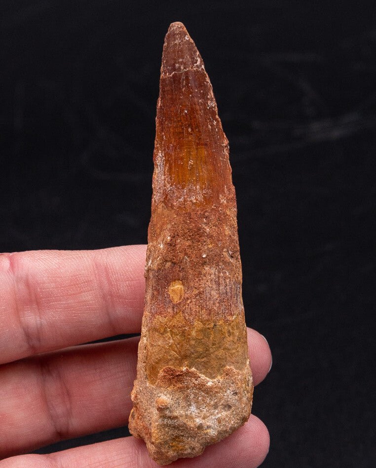 LG Spinosaurus Dinosaur Tooth 3.25"