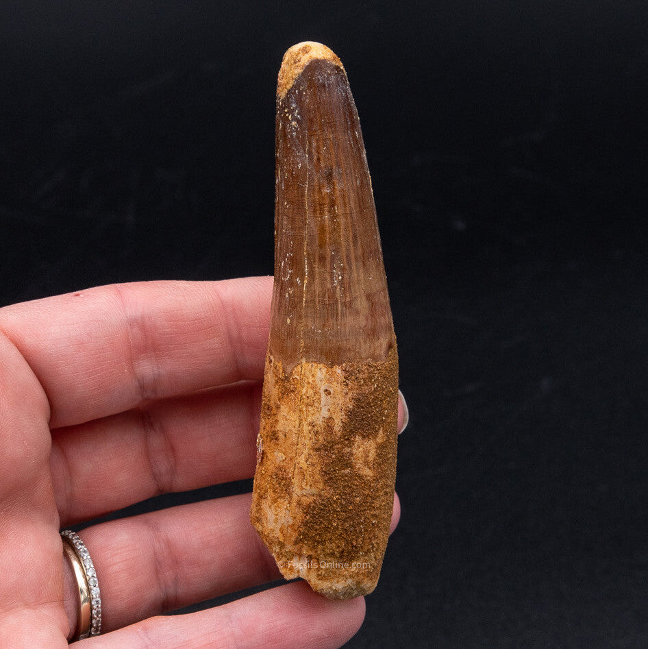 LG Spinosaurus Dinosaur Tooth 3.50"
