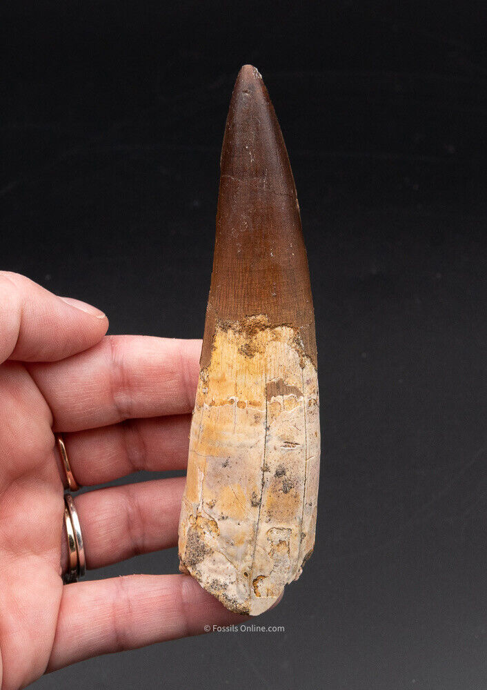 Finest,  X-Large Spinosaurus Dinosaur Tooth 4.62"