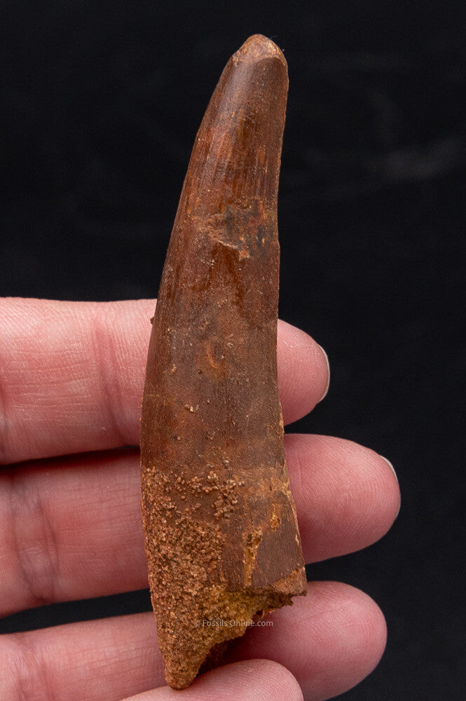 Spinosaurus Dinosaur Tooth 2.89"