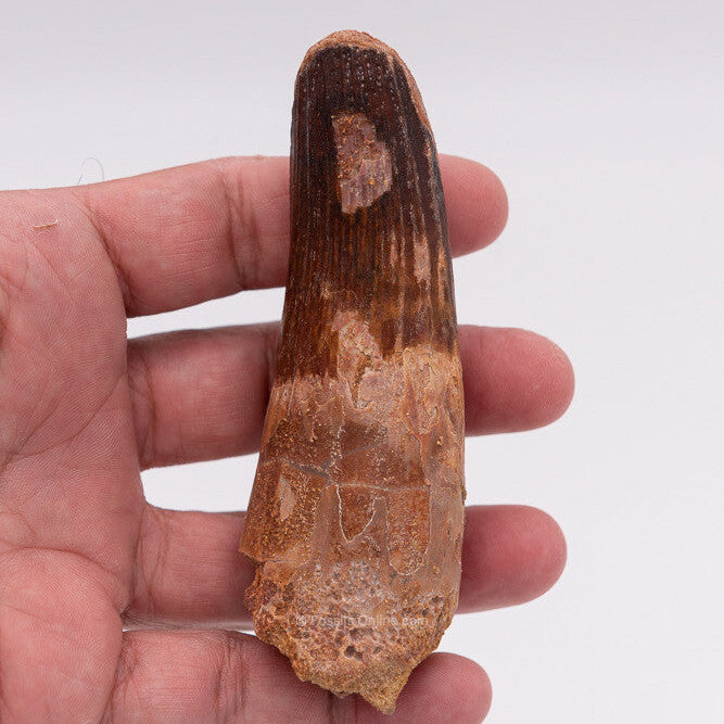 XLG Spinosaurus Dinosaur Tooth 4.31"
