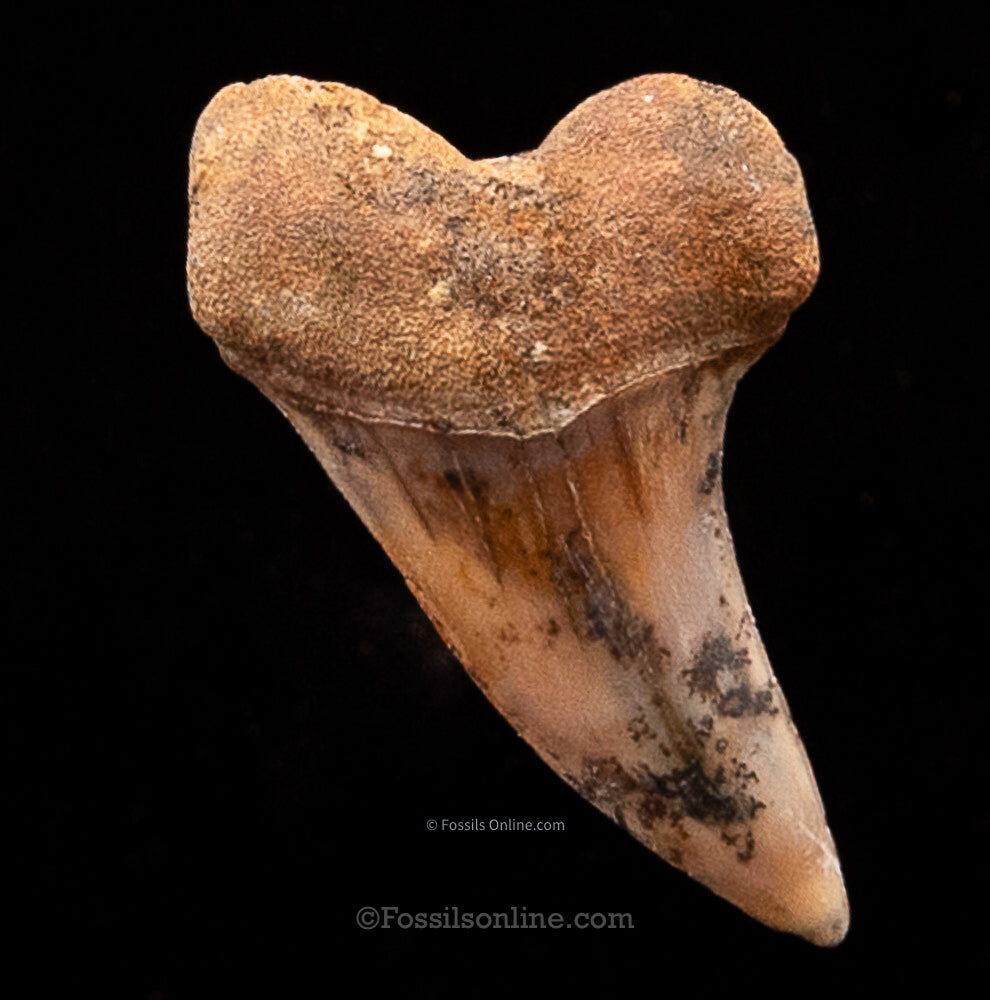 Bakersfield Mako C.Planus 1.53"