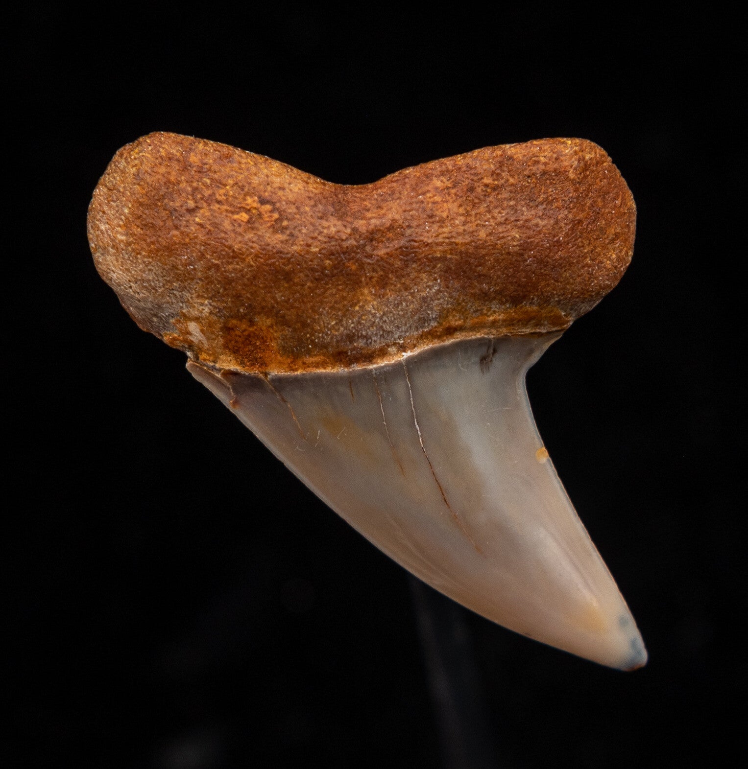 Bakersfield Mako C.Planus 1.55"