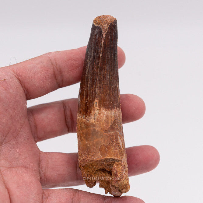 XLG Spinosaurus Dinosaur Tooth 4.31"
