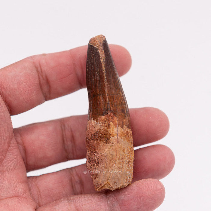 Spinosaurus Dinosaur Tooth 2.95"