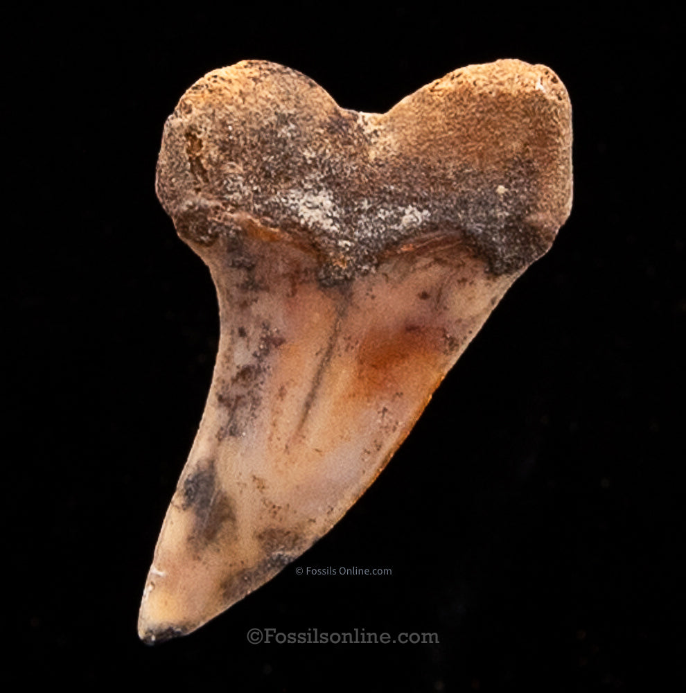 Bakersfield Mako C.Planus 1.53"