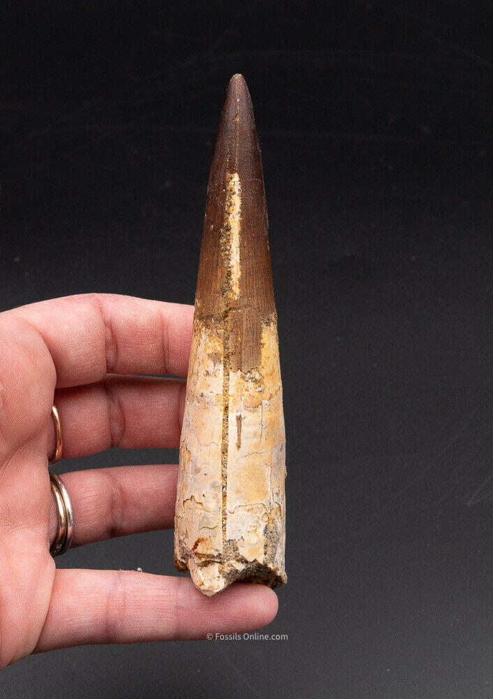 Finest,  X-Large Spinosaurus Dinosaur Tooth 4.62"