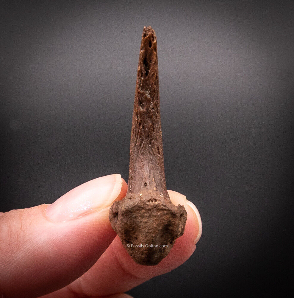 Fossil Bear Claw Florida Fossils