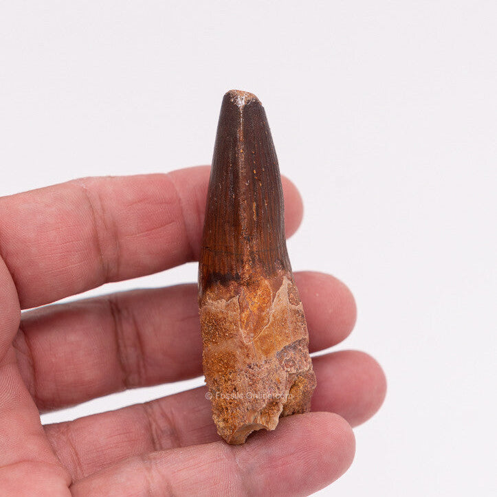 Spinosaurus Dinosaur Tooth 2.95"