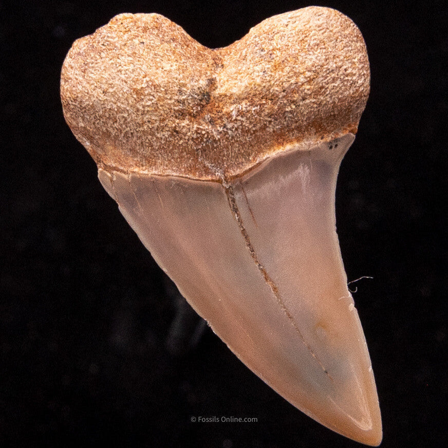 Bakersfield Mako C.Planus 1.54"