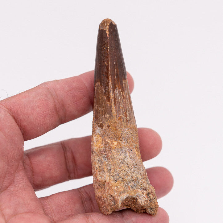 LG Spinosaurus Dinosaur Tooth 3.91"
