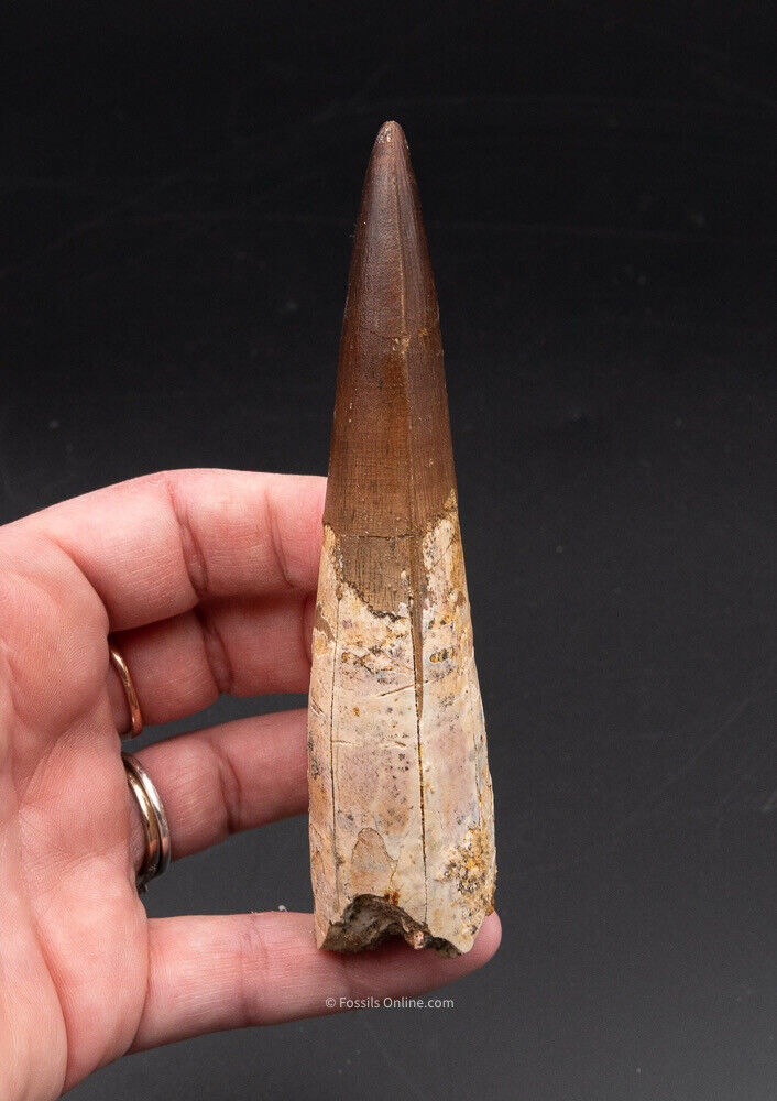 Finest,  X-Large Spinosaurus Dinosaur Tooth 4.62"