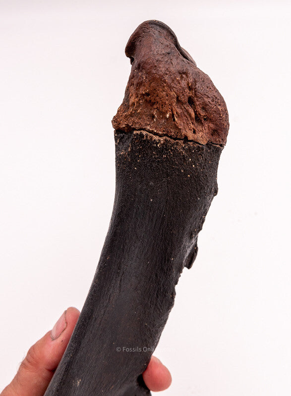 Rhino Ulna Florida Miocene Fossils