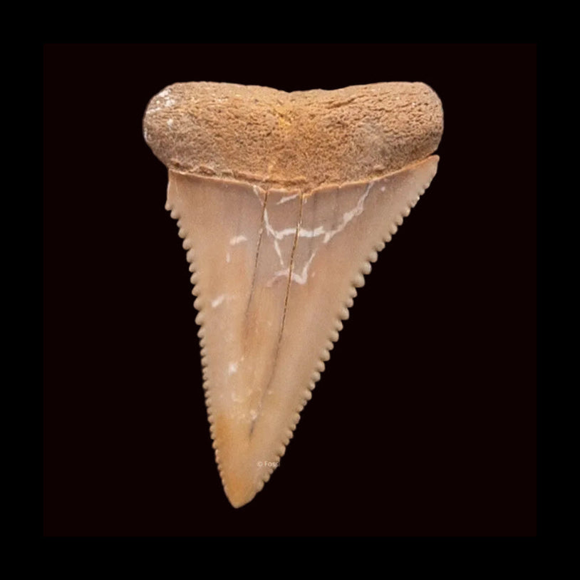Fossilized shark tooth on a black background