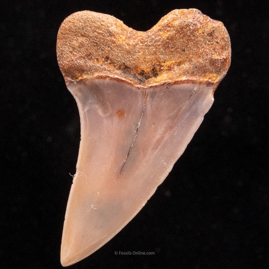 Bakersfield Mako C.Planus 1.54"