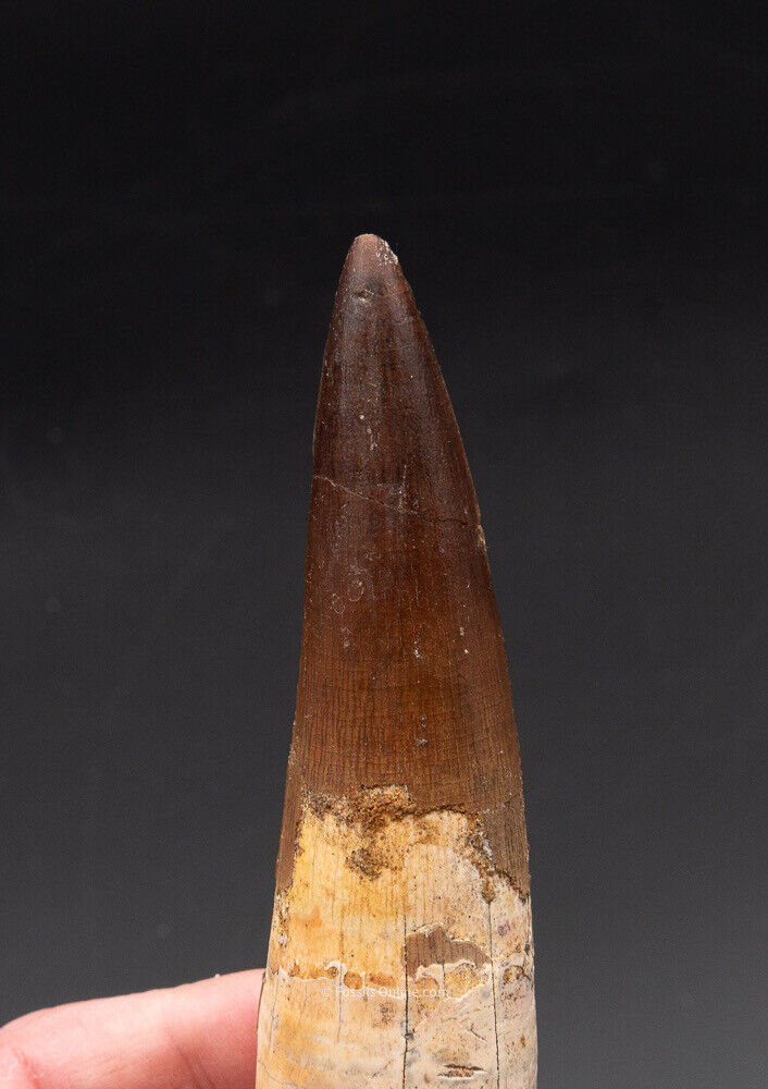 Finest,  X-Large Spinosaurus Dinosaur Tooth 4.62"