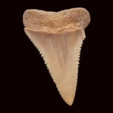Fossilized shark tooth on a black background