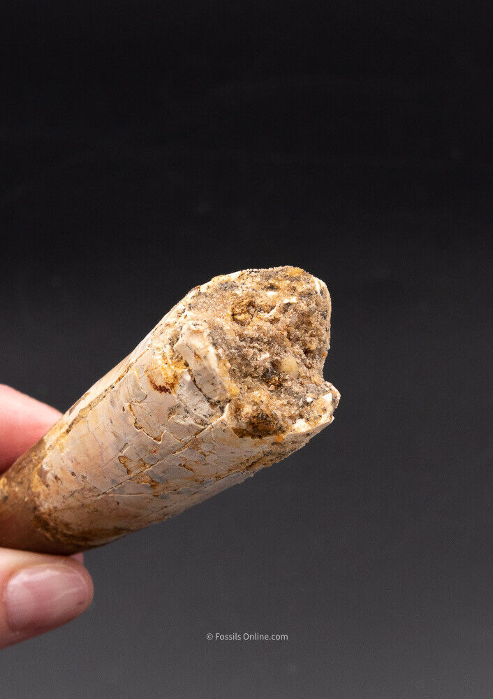 Finest,  X-Large Spinosaurus Dinosaur Tooth 4.62"