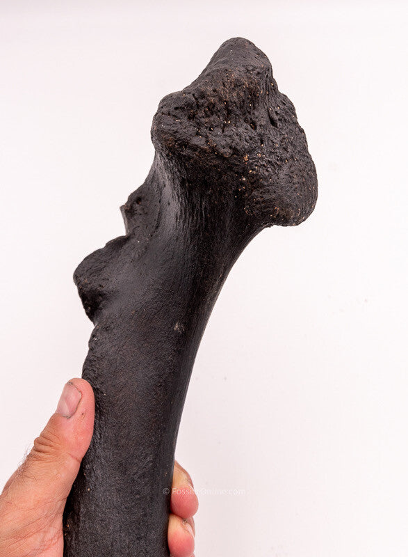 Rhino Ulna Florida Miocene Fossils