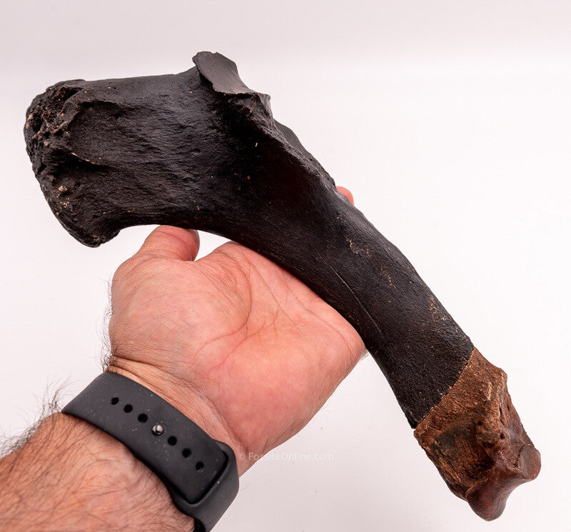 Rhino Ulna Florida Miocene Fossils