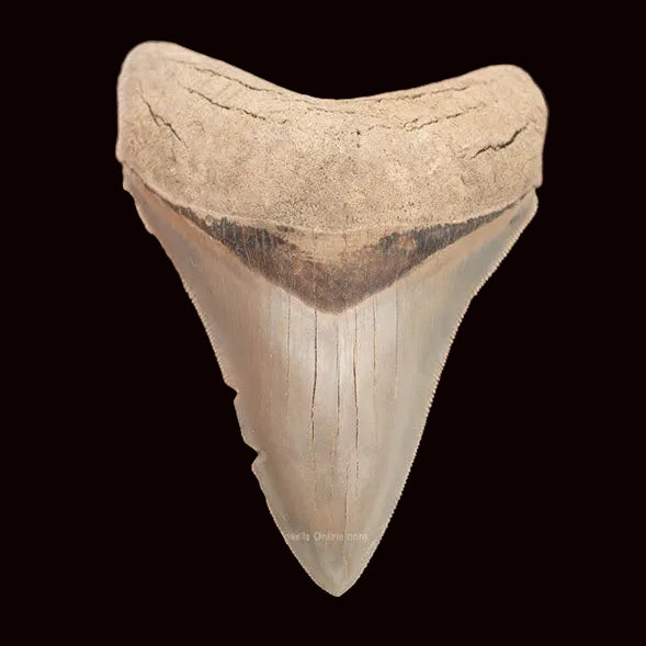 Lee Creek Megalodon Shark Tooth   3.89”