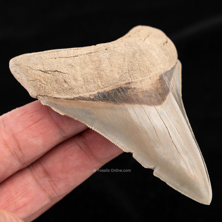 Lee Creek Megalodon Shark Tooth   3.89”