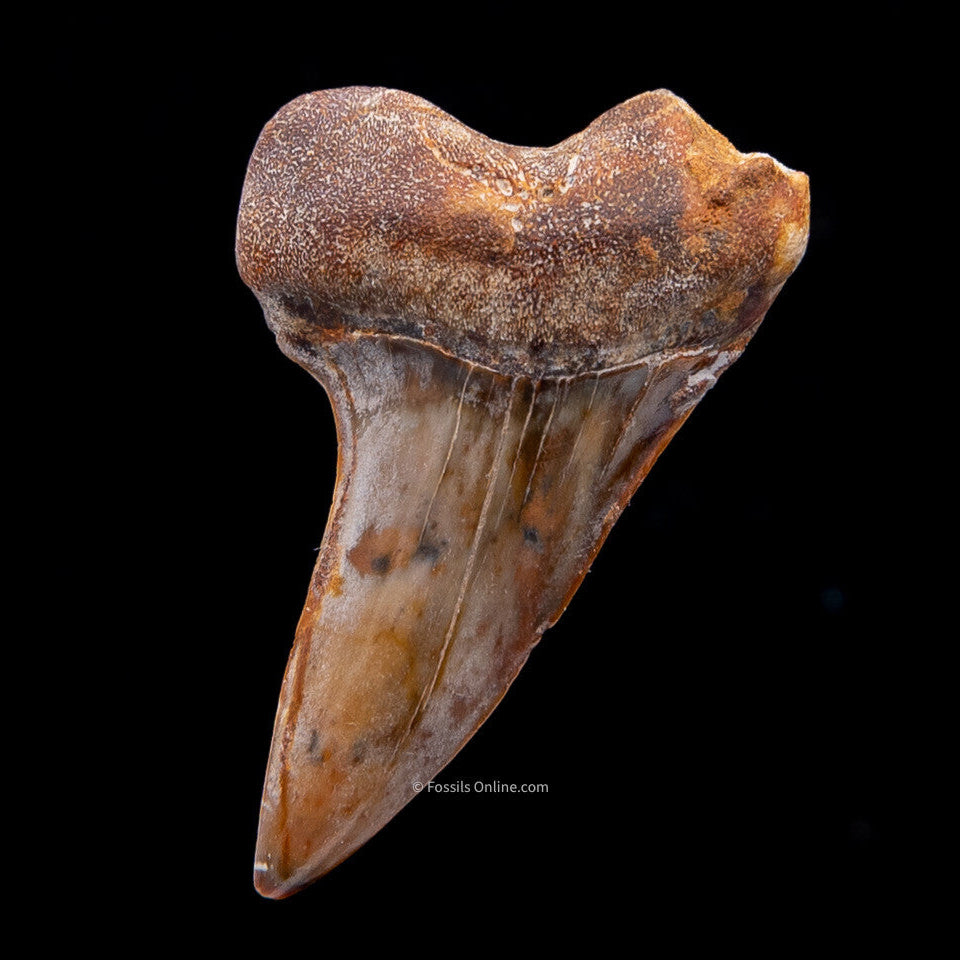 Bakersfield Mako C.Planus 1.62"
