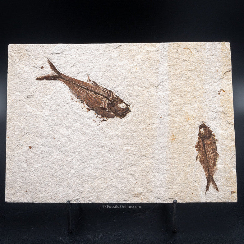 Fossil Fish Wyoming Diplomystus dentatus and Knightia