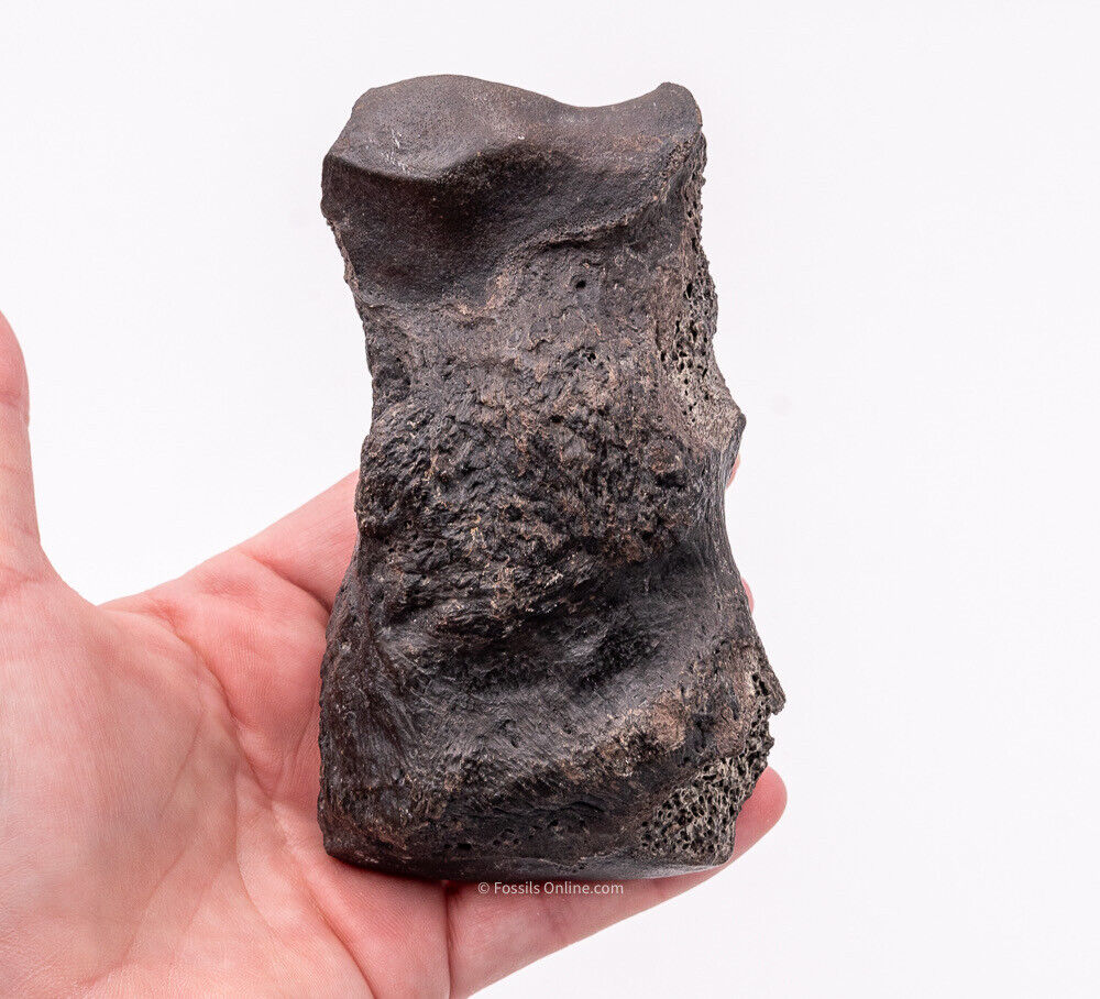 Super  Megalonyx Fossil Giant Sloth Toe/Finger Bones Florida Fossils