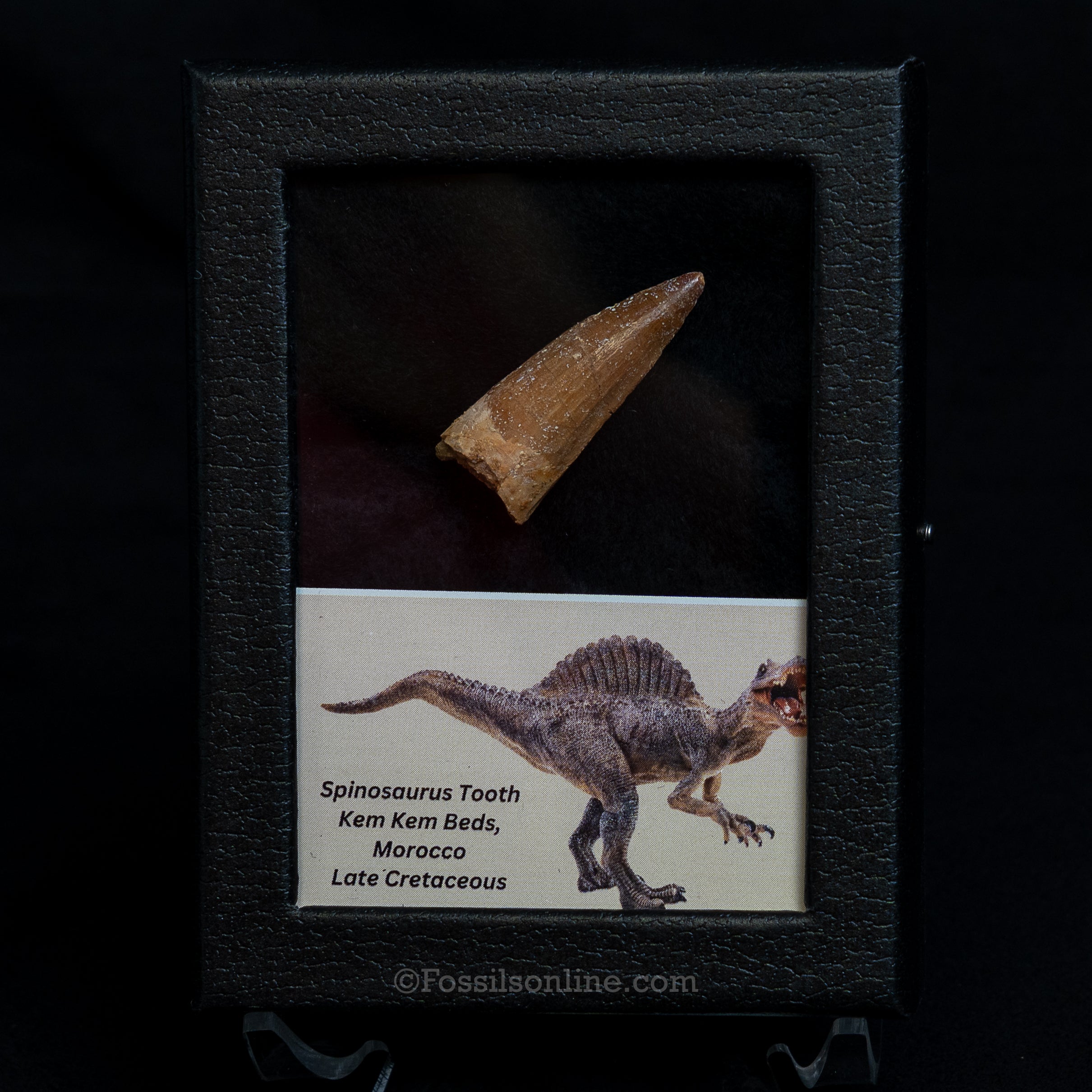 Choice Spinosaurus Dinosaur Tooth Sm Case