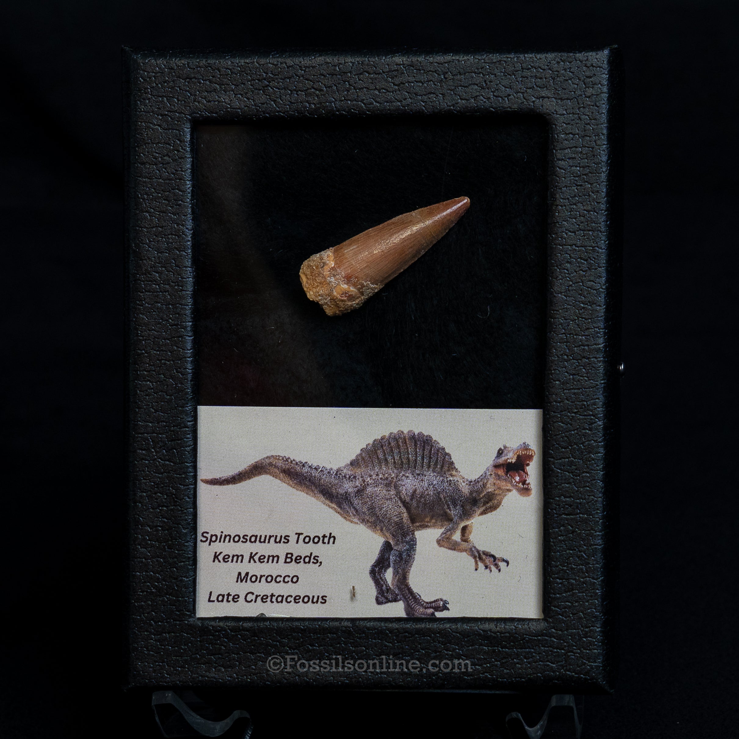 Choice Spinosaurus Dinosaur Tooth Sm Case
