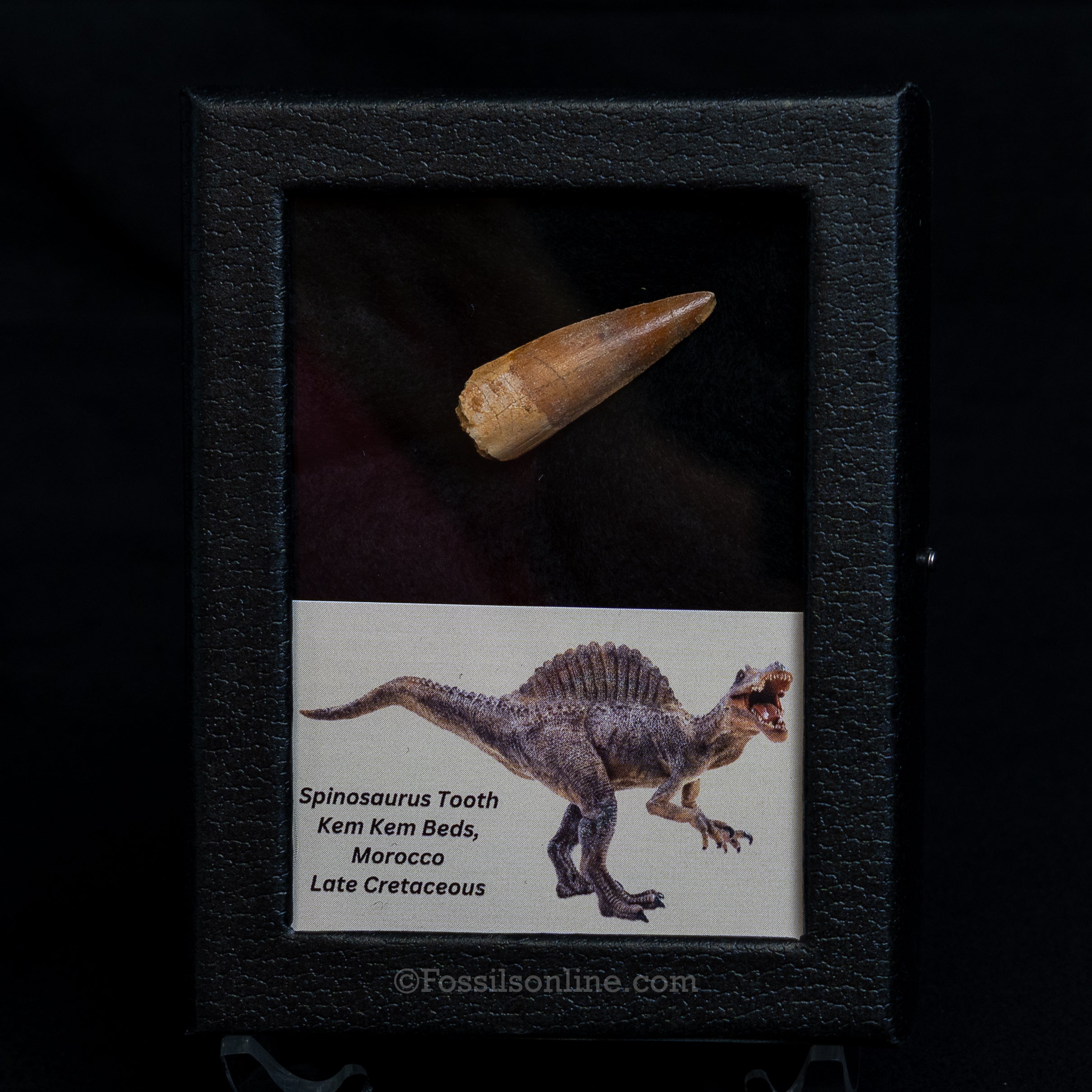 Choice Spinosaurus Dinosaur Tooth Sm Case