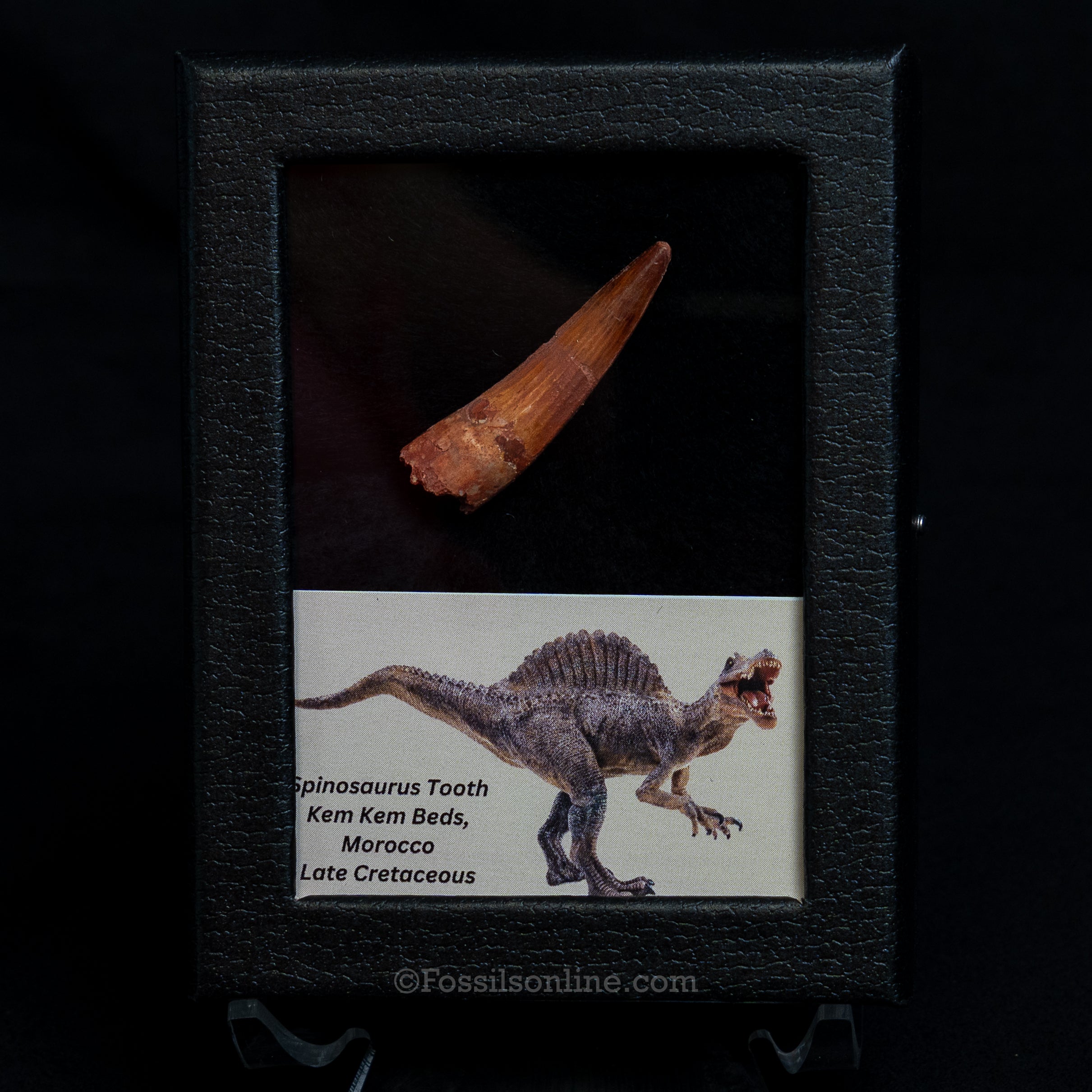 Choice Spinosaurus Dinosaur Tooth Sm Case