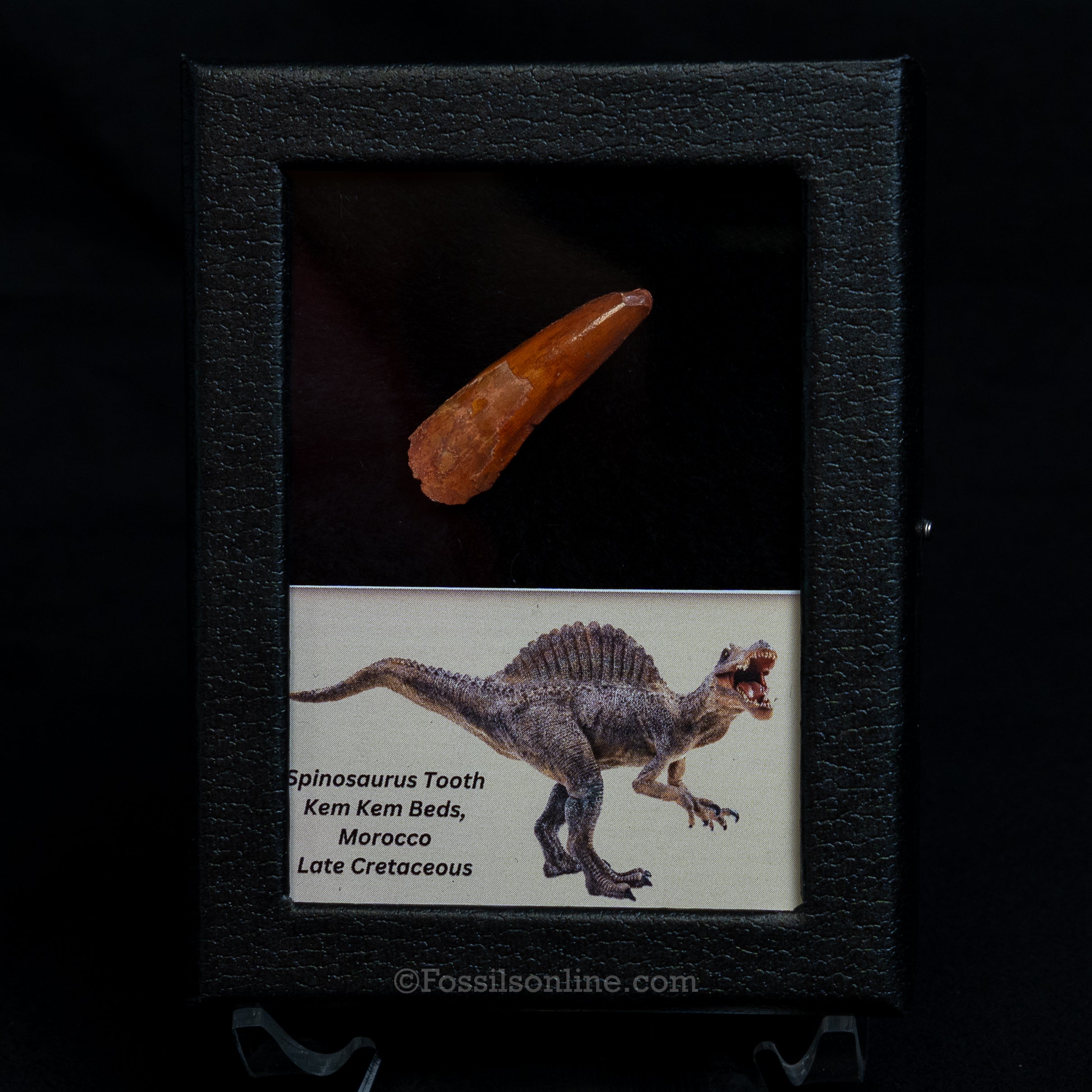Choice Spinosaurus Dinosaur Tooth Sm Case