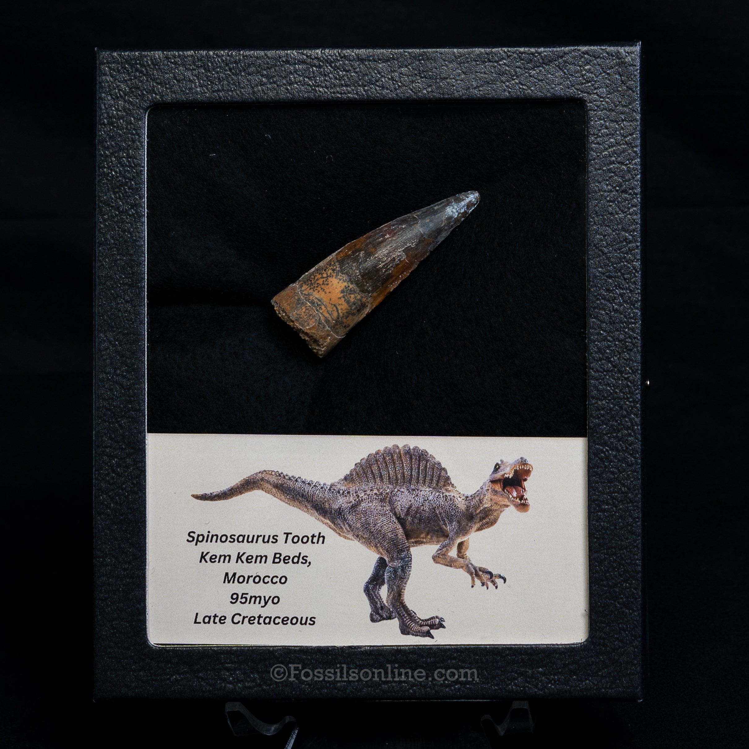 Spinosaurus Dinosaur Tooth Med Case