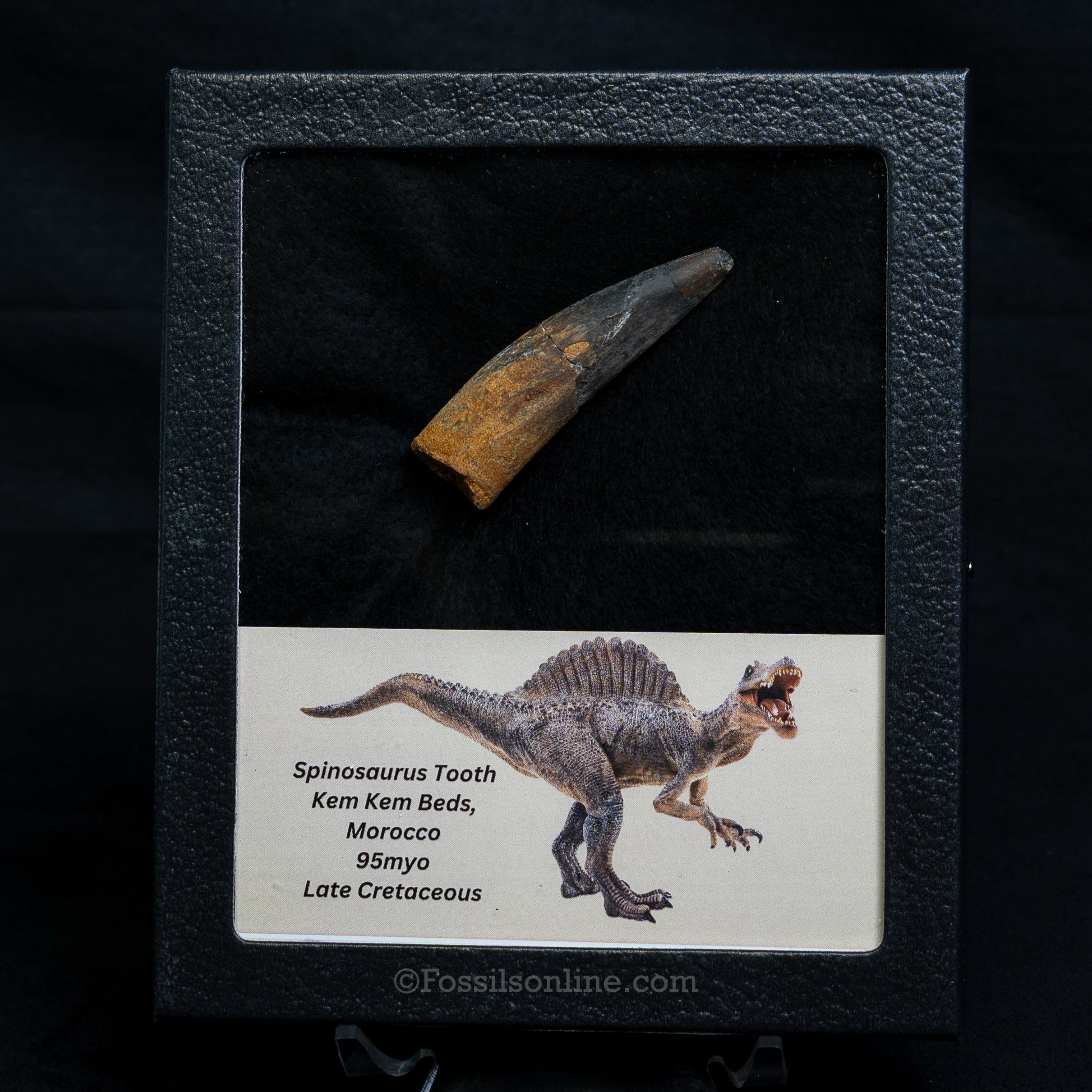 Spinosaurus Dinosaur Tooth Med Case