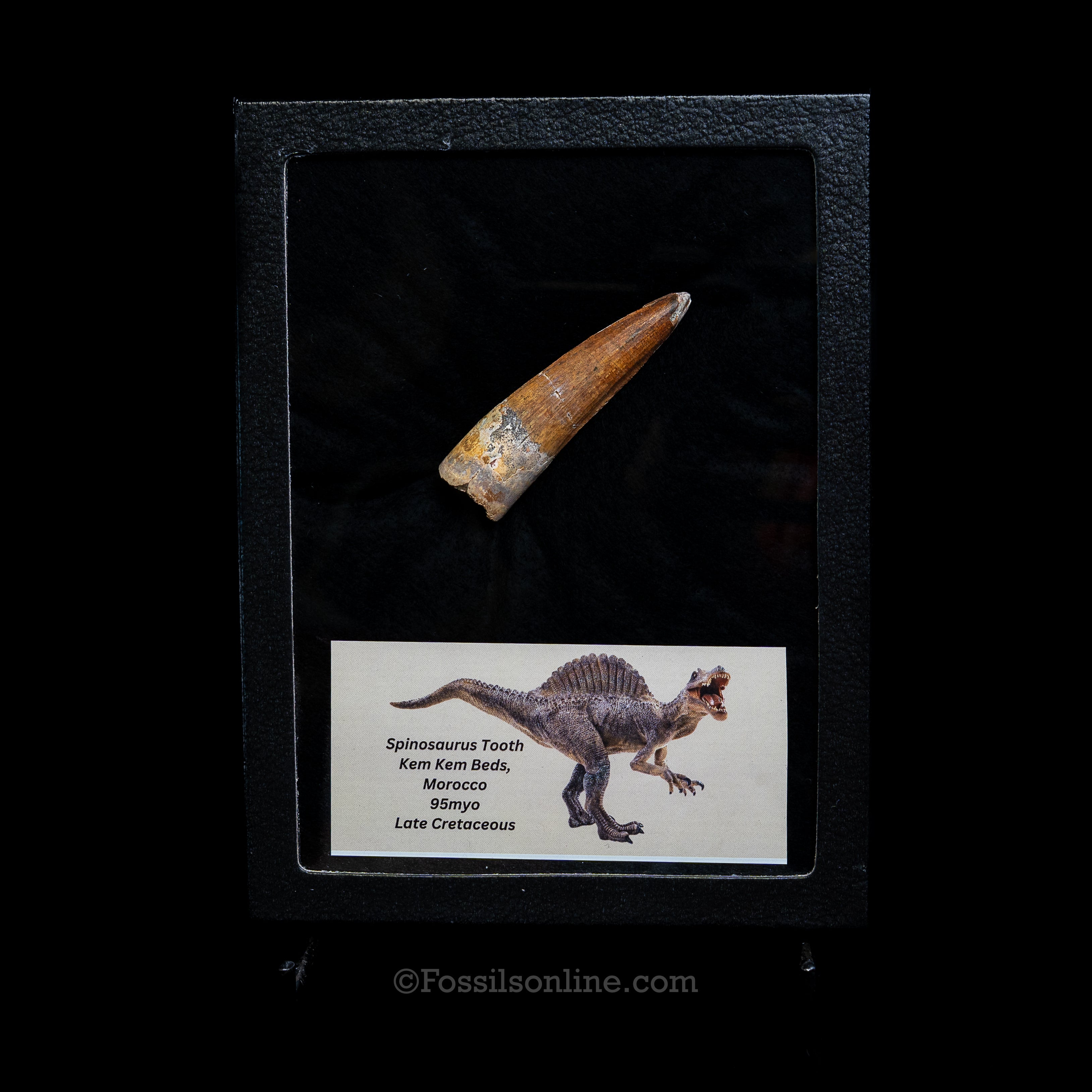 Spinosaurus Dinosaur Tooth Lg Case