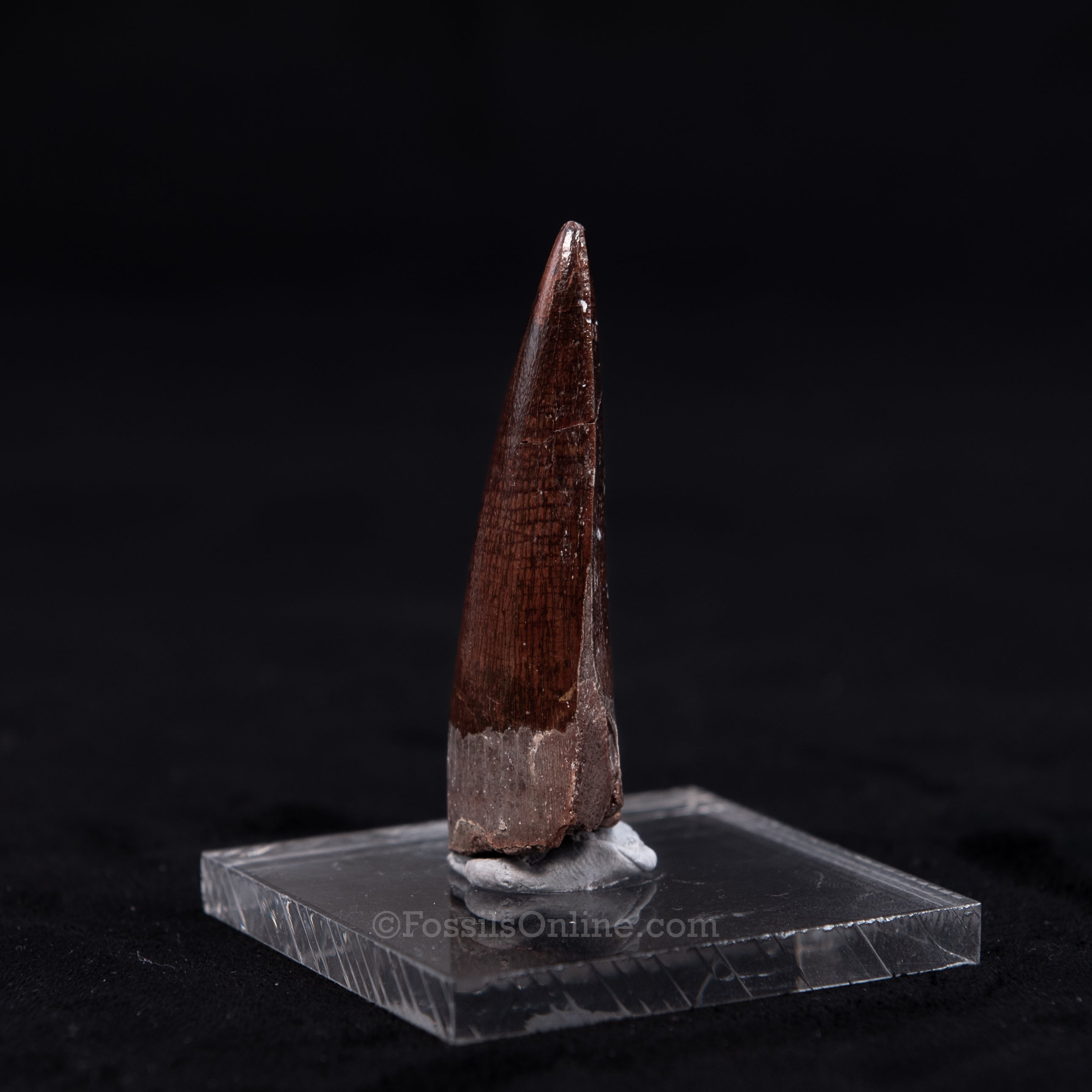 Pristine Spinosaurus Dinosaur Tooth 2.26"