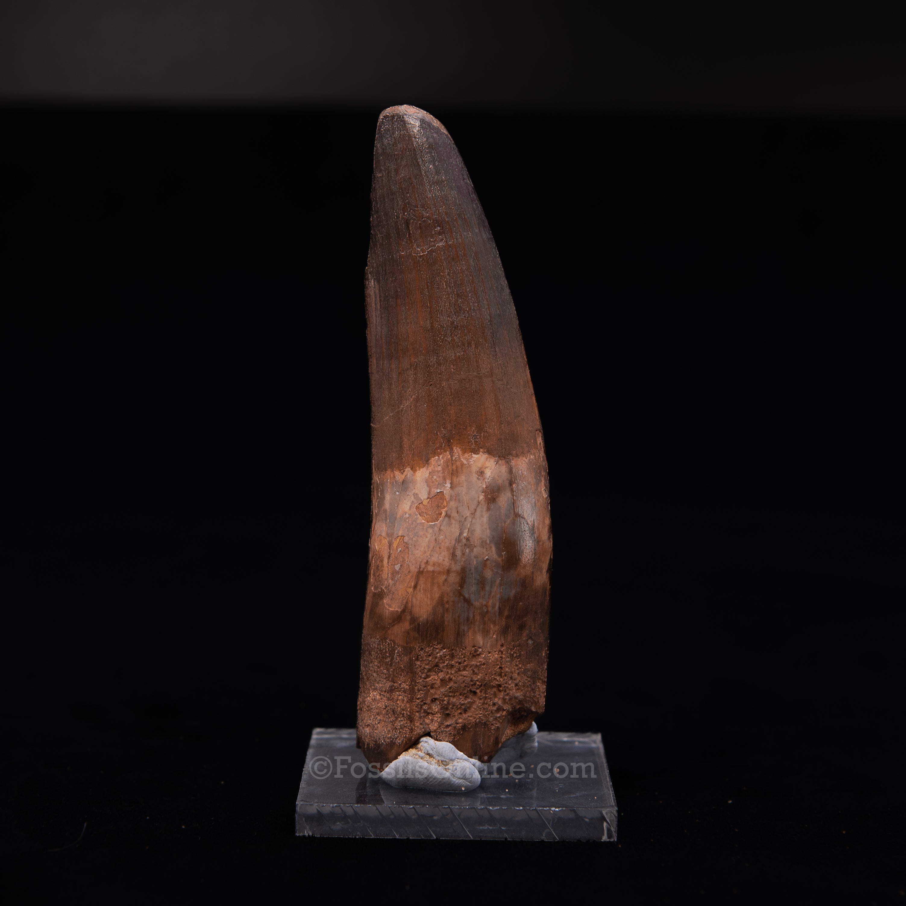 Large Spinosaurus Dinosaur Tooth 4.33"