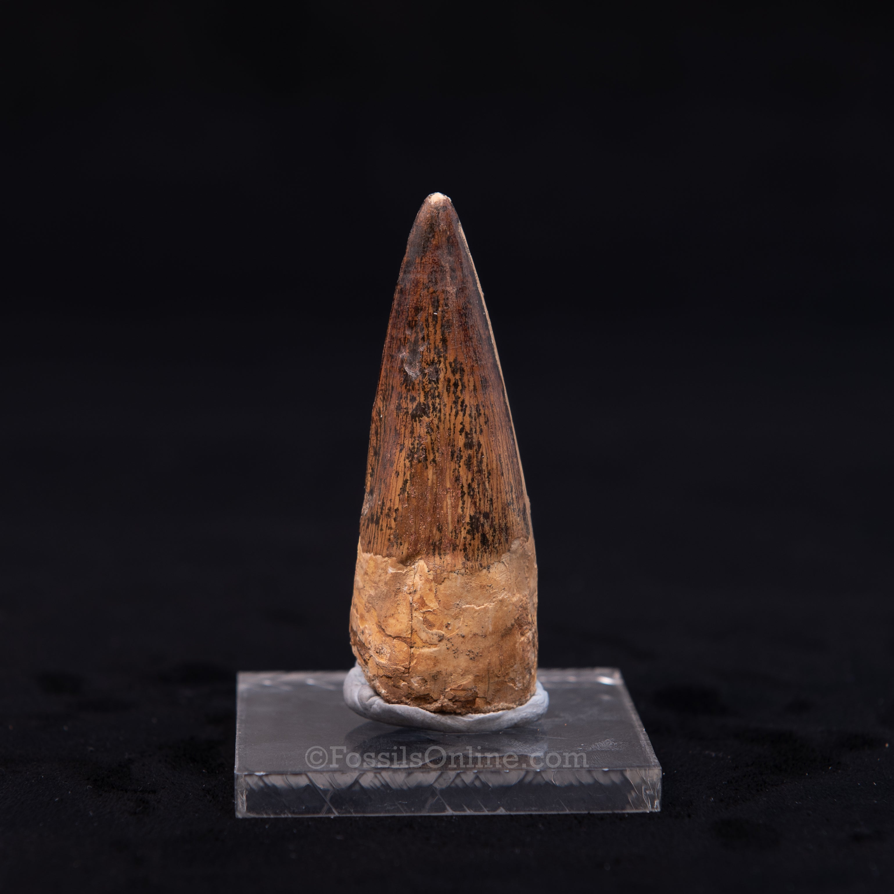 Pristine Spinosaurus Dinosaur Tooth 2.54"