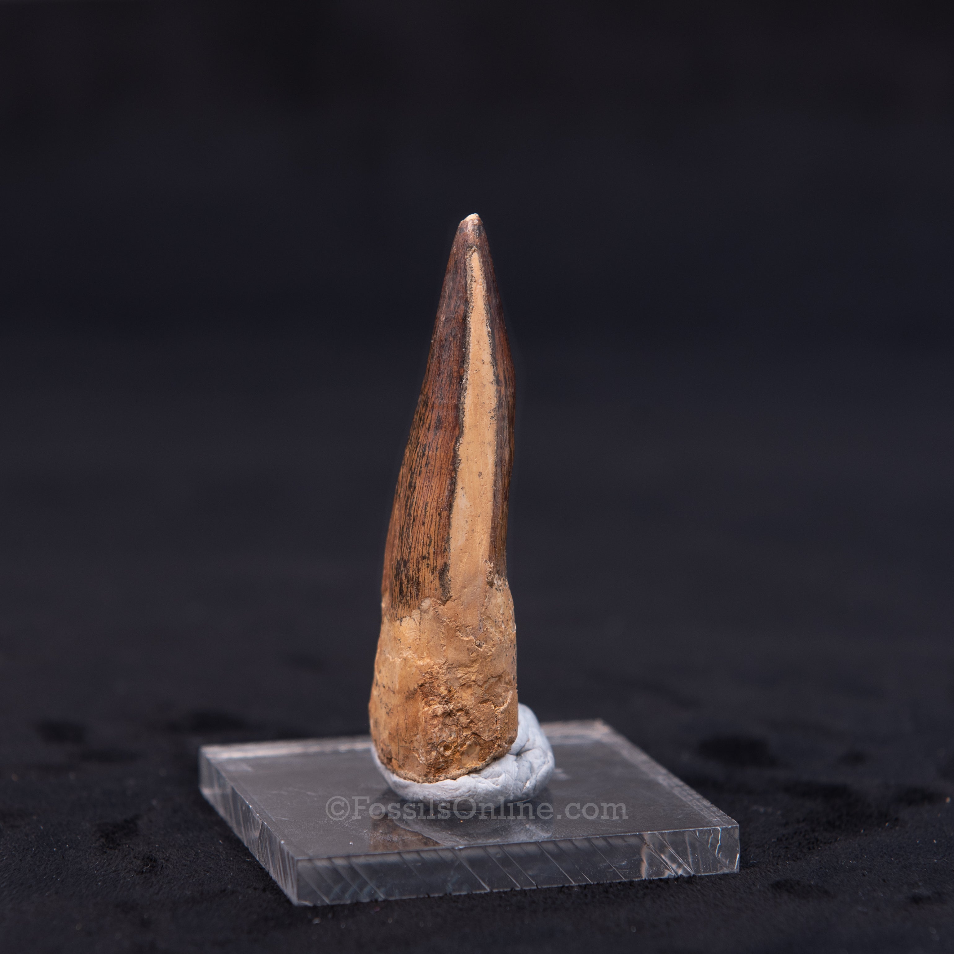 Pristine Spinosaurus Dinosaur Tooth 2.54"