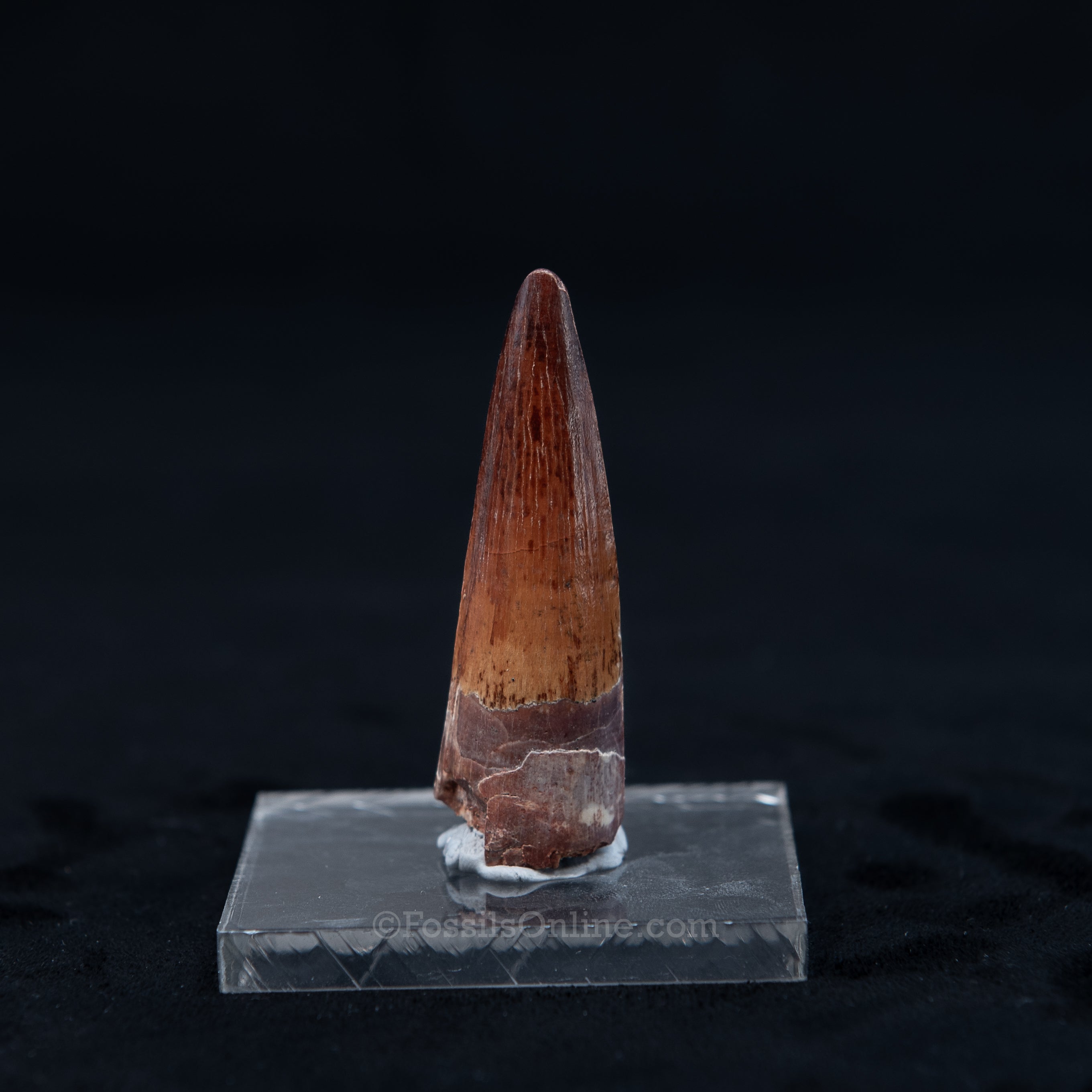 Pristine Spinosaurus Dinosaur Tooth 2.1"
